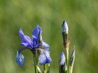Schwertlilie blau
